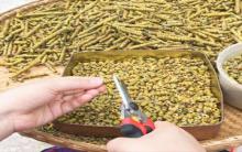 石斛品種繁多，消費者如何才能買到正宗霍山米斛？